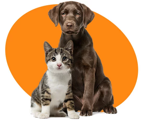Pet Relocation